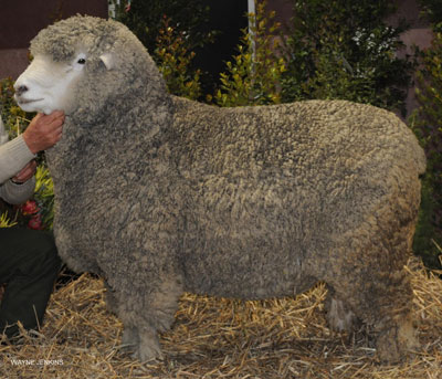 /_edit/images/2011-BENDIGO-SHEEP-N-WOOL-CHAMPION-RAM.JPG /_edit/images/2011-BENDIGO-SHEEP-N-WOOL-CHAMPION-RAM.JPG